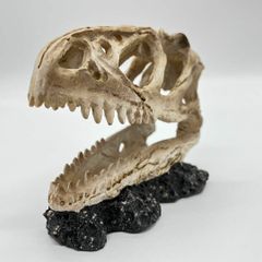 ティラノサウルス 頭骸骨 レプリカ インテリア 恐竜の化石 オブジェ 剥製 骨 白骨 動物 標本 オブジェ 置物 レックス 彫刻 本格 レックス am  - メルカリ