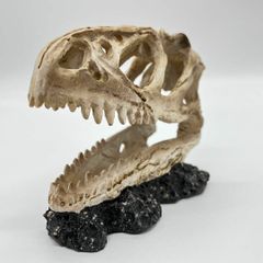 DINOWORLD】ティラノサウルス 頭骨 化石 ジュラシックパーク - メルカリ