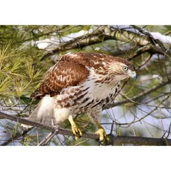 絵画風 壁紙ポスター (はがせるシール式) ノスリ タカ目タカ科 鳥 キャラクロ BHWK-002A1 (A1版 830mm×585mm) ＜日本製＞ ウォールステッカー お風呂ポスター