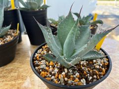 US輸入 アガベ シャウイー