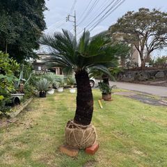 ソテツ　ダブルヘッド ダブルヘッド】ソテツ - メルカリ