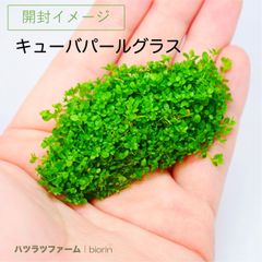 （１袋）（組織培養）キューバパールグラス