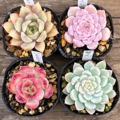 No.529 ❁エリークイーン❁ カット苗 多肉植物 寄せ植え No.529 ❁エリークイーン❁ カット苗 多肉植物 寄せ植え Yahoo