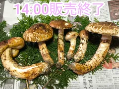 岩手県産岩泉産高級松茸蕾最高級756g 今期最終