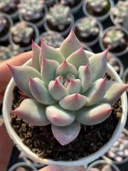 多肉植物　エケベリア　野生コロラータ　7cm 大株　抜き苗　1株
