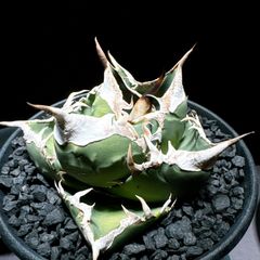 アガベ　オテロイ　チタノタ　シャック　OSP産 アガベ チタノタ 'シャック' Agave titanota 'SHAQ' @n.plants さん