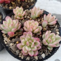 新入荷＆オリジナル品種