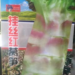茎レタス 中国香莴笋 挂丝红莴笋 種 50粒