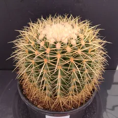 2025年最新】サボテン 金鯱の人気アイテム - メルカリ