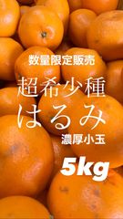 有田産 はるみ 濃厚小玉 5kg 【高級品種】