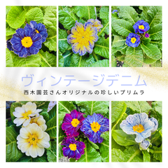 プリムラ　ヴィンテージデニム （3.5号×2苗）プリムラ苗　フリル咲き　 寄せ植え 花壇 鉢植え お洒落 オシャレ 可愛い 冬の花
