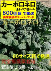 カーボロネロ(黒キャベツ/黒ケール)　完全無農薬　イタリア野菜　800gオーバー