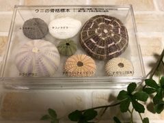 ウニの骨格標本セット - メルカリ