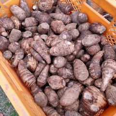 【訳あり】黄金里芋 大和芋 宅急便 20kg さといも サトイモ 山芋
