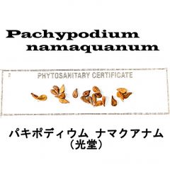 5月入荷 10粒 光堂 パキポディウム ナマクアナム 種子 種 証明書