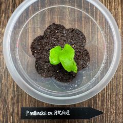 【速達】P.willinckii cv.月光爪哇【PLANTSMAN sp】②