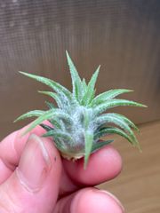 【ネコポス】チランジア アプレタード BRT Tillandsia ionantha Apretado BRT キンクマ農園☆T00069