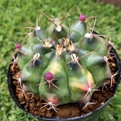 サボテン ギムノカリキウム属 翠晃冠錦