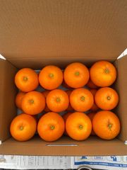 無農薬　橙　6.2キロ入り   24個