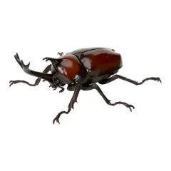 アカツヤダイコクコガネ　5頭セット Yahoo!オークション -「ダイコクコガネ」(虫類) の落札相場