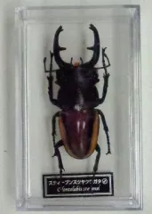 2026年最新】ディアゴスティーニ 昆虫の人気アイテム - メルカリ