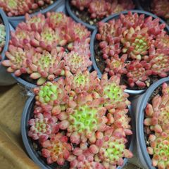 ☆ブルーアップル☆多肉植物