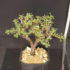 美形　特大　選抜　サルコカウロン　クラシカウレ　塊根　コーデックス 美形 特大 選抜 サルコカウロン クラシカウレ 塊根 コーデックス