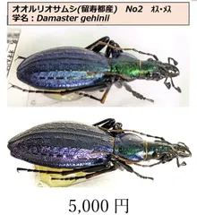 オサムシマップ 12-41不揃い - 虫類