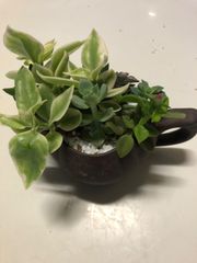 多肉植物　寄せ植え　母の日のプレゼント
