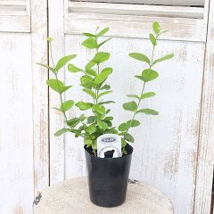 mignonブルーシクラメン　サムライ他3点メルカリ便で ブルーシクラメンサムライ3号 - メルカリ