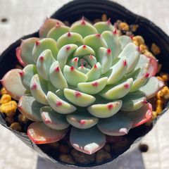 ミニマ　多肉植物　エケベリア