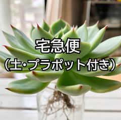 宅配便60サイズ（土・プラポット付き）