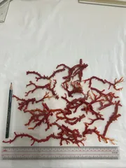 赤珊瑚原木