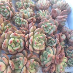 ☆リンゼイ☆カット苗　多肉植物