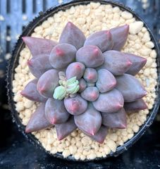 【SALE】ブラックフィンガー　韓国苗　多肉植物