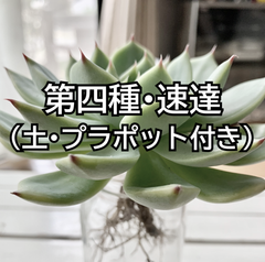 第四種郵便・速達（土・プラポット付き）