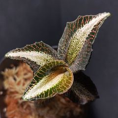 ジュエルオーキッド　シストーキスsp.スマトラセット ジーク Zビット30g 73mm/30g 限定1091スーパーグロー【シーバス