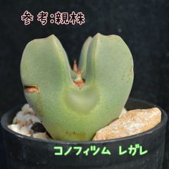 種子１０粒 コノフィツム レガレ 多肉植物  Conophytum regale 珍奇植物 ビザールプランツ
