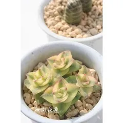 南十字星 クラッスラ 2寸ポット 弁慶草科 多肉植物 根付苗 多肉激安 可愛い多肉植物