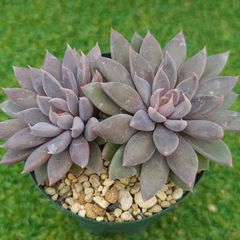 多肉植物。実生苗。ラウリンゼ×ロメオ - メルカリ