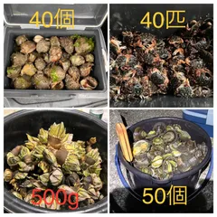 亀の手　釣り用　5kg Bait cost 0 yen] The turtleneck fish collected at the