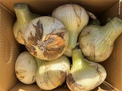 《残りわずか！ / 訳あり》淡路島『歩』新玉ねぎ　3kg【兵庫県淡路島産】