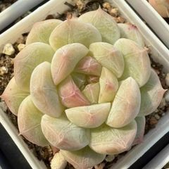 多肉植物　エケベリア　桜もち　4cm 抜き苗　1株