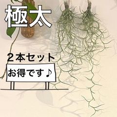 細葉4】ウスネオイデス スパニッシュモス エアープランツ 観葉植物