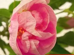 ヴィクトリアン・レディ アブチロン 苗 唯一の八重咲品種