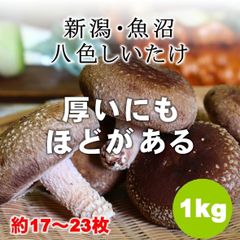 八色しいたけきのこ1kg