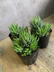 十二の爪　多肉　寄せ植え　多肉植物　3.5号ボットごと　群生　ハオルチア大きめ