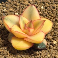 モノケロティス錦　エケベリア　4