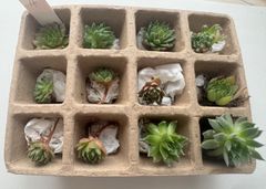 センペルビウム12種類セット④