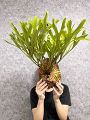 たんぽぽさま専用　コルク付け　輸入直後!! 【 XLサイズ】B69 ▽P.ridleyi Wild from Central Borneo ▽ リドレー　リドレイ【PLANET】ビカクシダ